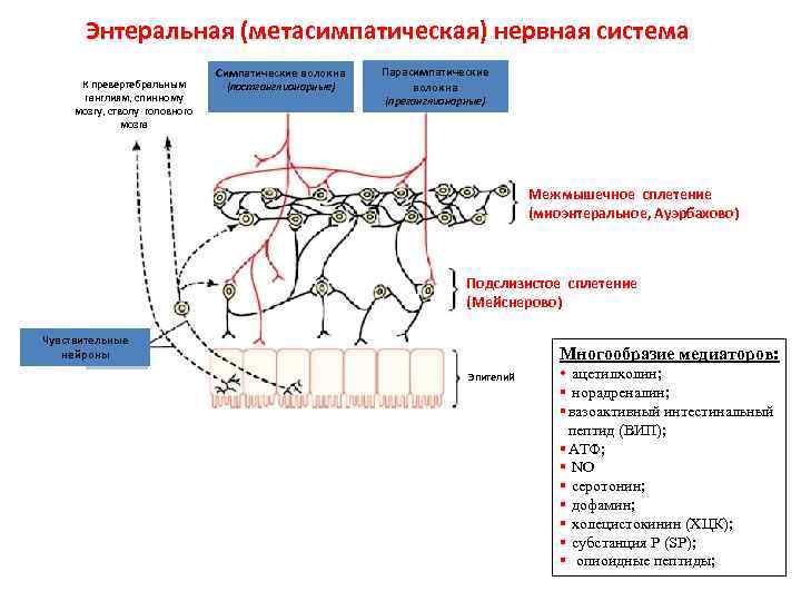 Энтеральная (метасимпатическая) нервная система К превертебральным ганглиям, спинному мозгу, стволу головного мозга Симпатические волокна