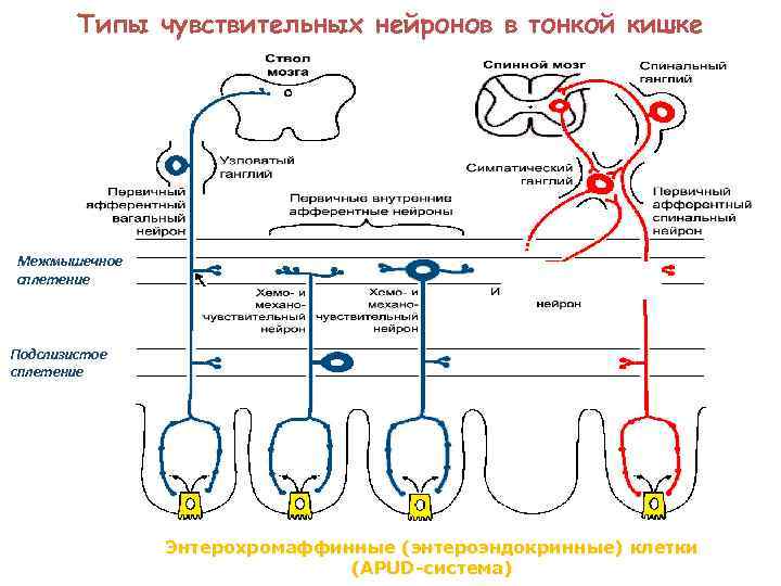 Типы чувствительных нейронов в тонкой кишке Межмышечное сплетение Подслизистое сплетение Энтерохромаффинные (энтероэндокринные) клетки (APUD-система)