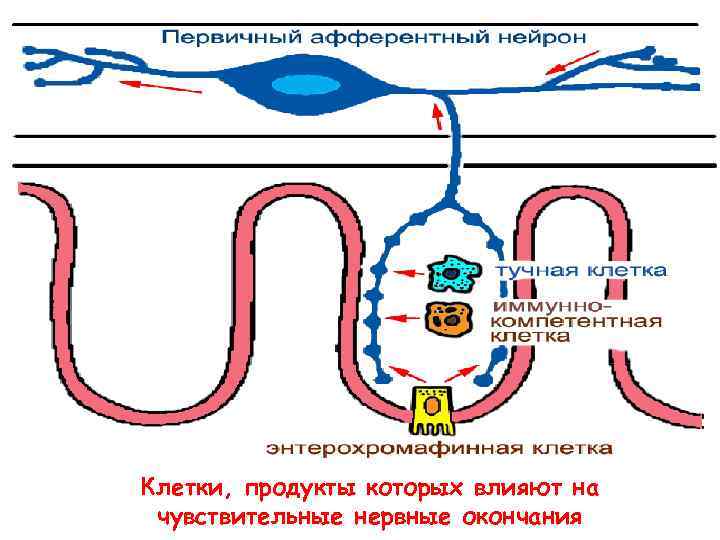 Клетки, продукты которых влияют на чувствительные нервные окончания 