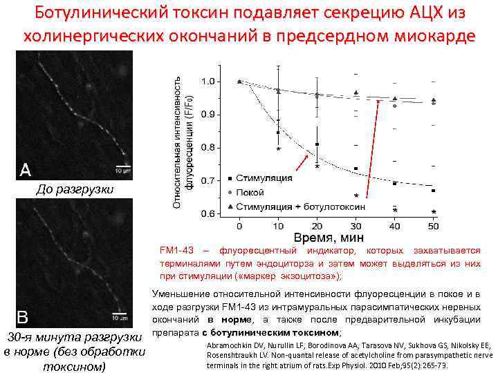 Ботулинический токсин подавляет секрецию АЦХ из холинергических окончаний в предсердном миокарде До разгрузки FM