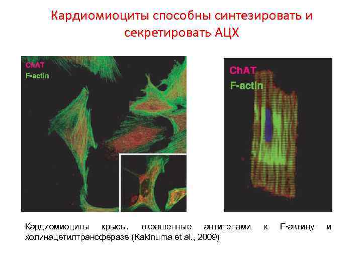 Кардиомиоциты способны синтезировать и секретировать АЦХ Кардиомиоциты крысы, окрашенные антителами холинацетилтрансферазе (Kakinuma et al.