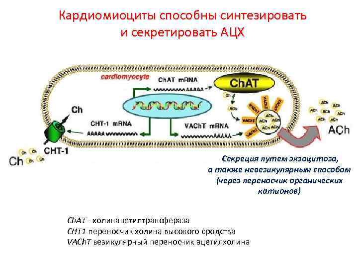 Кардиомиоциты способны синтезировать и секретировать АЦХ Секреция путем экзоцитоза, а также невезикулярным способом (через