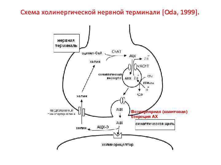 Схема холинергической нервной терминали [Oda, 1999]. Везикулярная (квантовая) секреция АХ 
