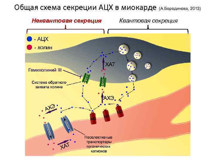Общая схема секреции АЦХ в миокарде (А. Бородинова, 2013) Неквантовая секреция - АЦХ -
