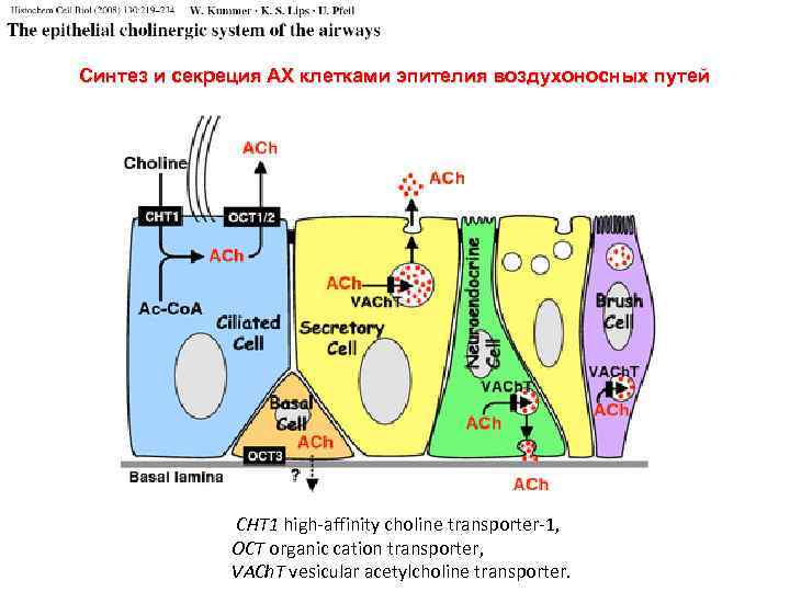 Синтез и секреция АХ клетками эпителия воздухоносных путей CHT 1 high-affinity choline transporter-1, OCT