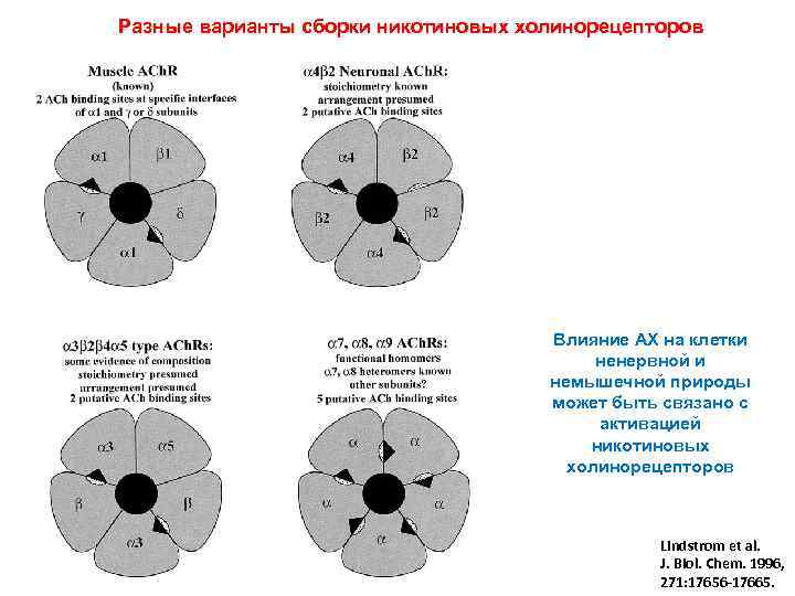 Разные варианты сборки никотиновых холинорецепторов Влияние АХ на клетки ненервной и немышечной природы может