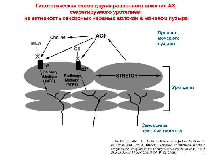 Гипотетическая схема двунаправленного влияния АХ, секретируемого уротелием, на активность сенсорных нервных волокон в мочевом