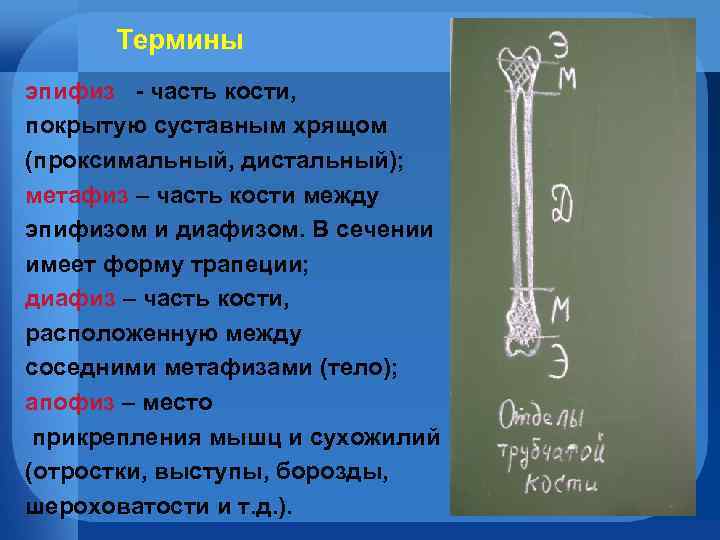 Термины эпифиз - часть кости, покрытую суставным хрящом (проксимальный, дистальный); метафиз – часть кости