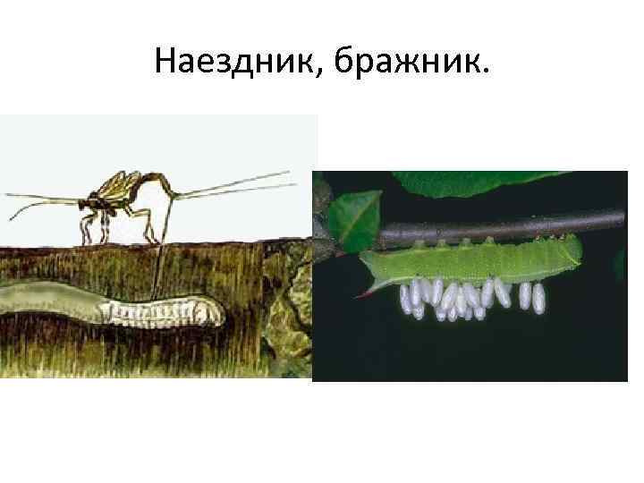 Наездник, бражник. 