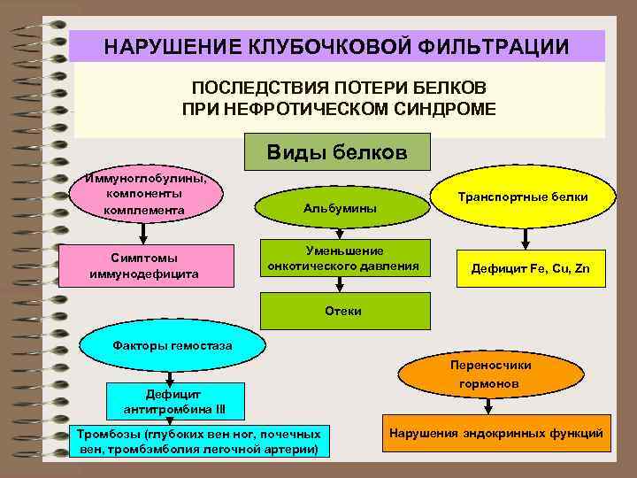 НАРУШЕНИЕ КЛУБОЧКОВОЙ ФИЛЬТРАЦИИ ПОСЛЕДСТВИЯ ПОТЕРИ БЕЛКОВ ПРИ НЕФРОТИЧЕСКОМ СИНДРОМЕ Виды белков Иммуноглобулины, компоненты комплемента