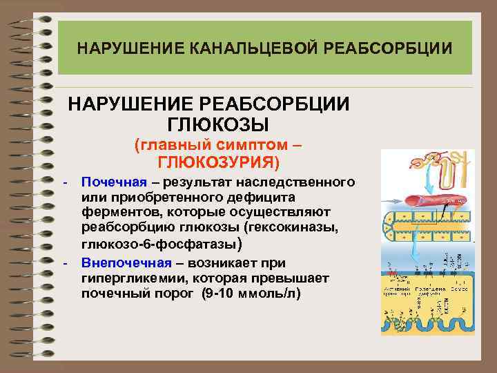 НАРУШЕНИЕ КАНАЛЬЦЕВОЙ РЕАБСОРБЦИИ НАРУШЕНИЕ РЕАБСОРБЦИИ ГЛЮКОЗЫ (главный симптом – ГЛЮКОЗУРИЯ) - Почечная – результат