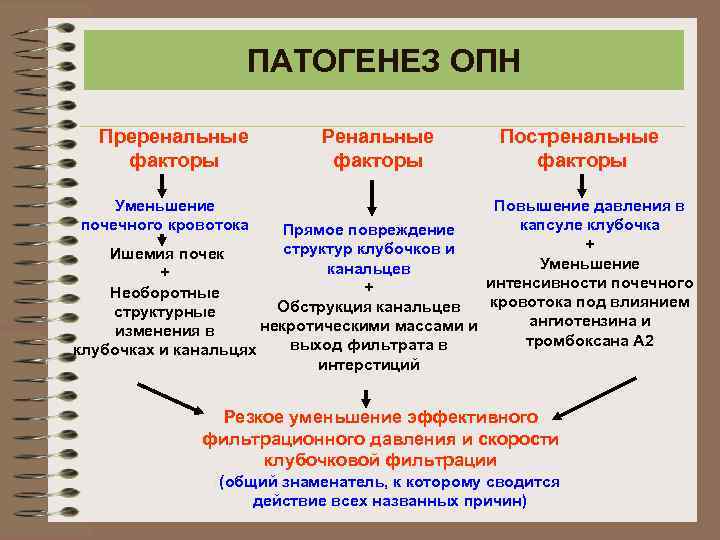 ПАТОГЕНЕЗ ОПН Преренальные факторы Ренальные факторы Постренальные факторы Уменьшение почечного кровотока Повышение давления в