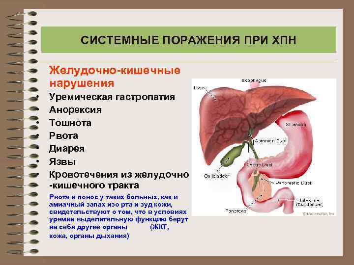 СИСТЕМНЫЕ ПОРАЖЕНИЯ ПРИ ХПН Желудочно-кишечные нарушения • • Уремическая гастропатия Анорексия Тошнота Рвота Диарея