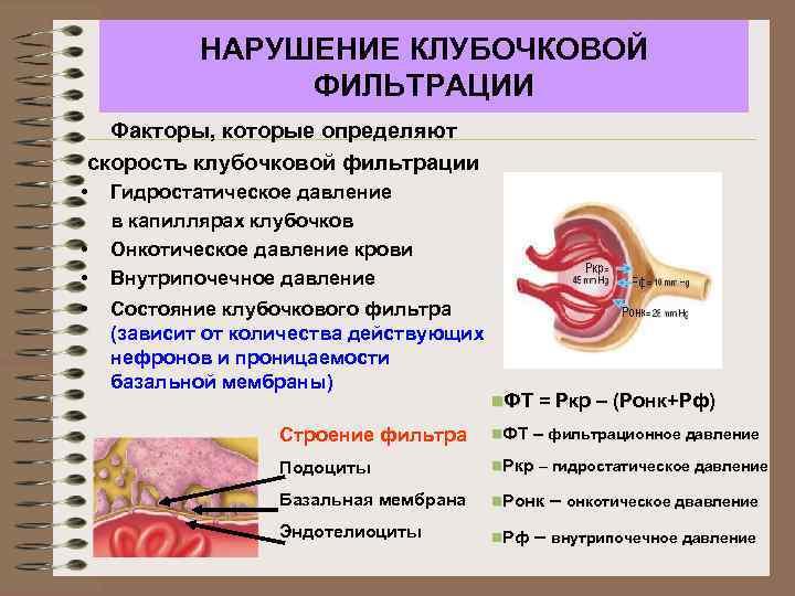 НАРУШЕНИЕ КЛУБОЧКОВОЙ ФИЛЬТРАЦИИ Факторы, которые определяют скорость клубочковой фильтрации • • Гидростатическое давление в