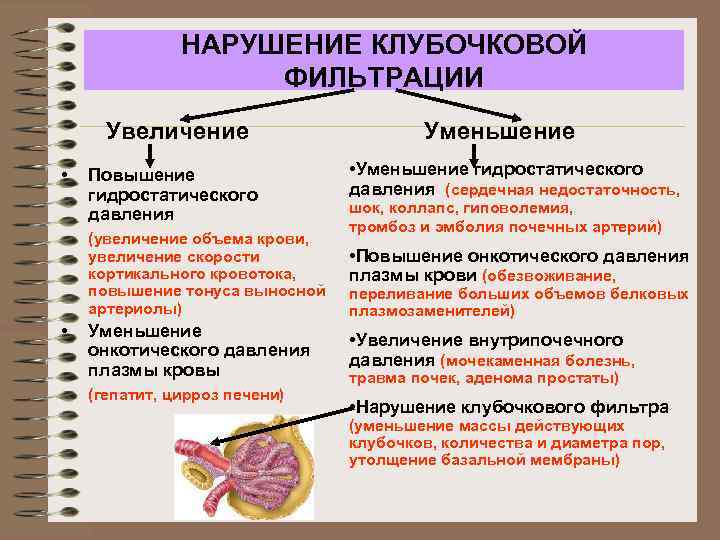 НАРУШЕНИЕ КЛУБОЧКОВОЙ ФИЛЬТРАЦИИ Увеличение • Повышение гидростатического давления (увеличение объема крови, увеличение скорости кортикального