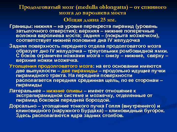 Продолговатый мозг (medulla oblongatta) – от спинного мозга до варолиева моста Общая длина 25