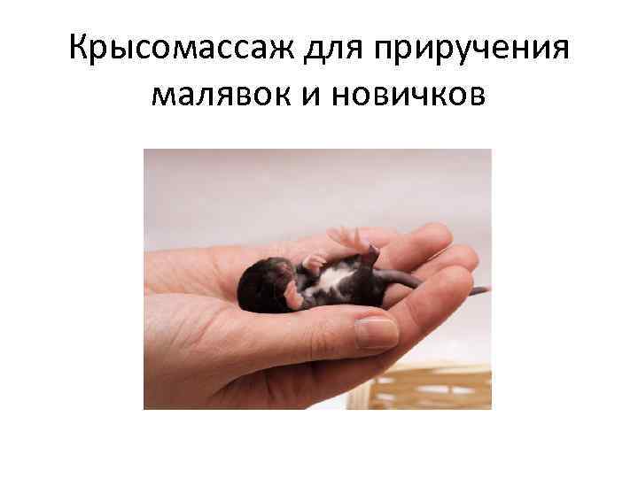 Крысомассаж для приручения малявок и новичков 