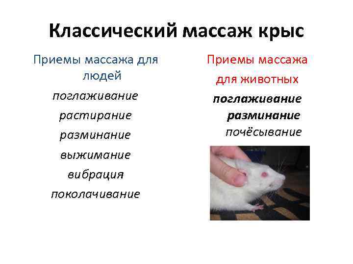 Классический массаж крыс Приемы массажа для людей поглаживание растирание разминание выжимание вибрация поколачивание Приемы