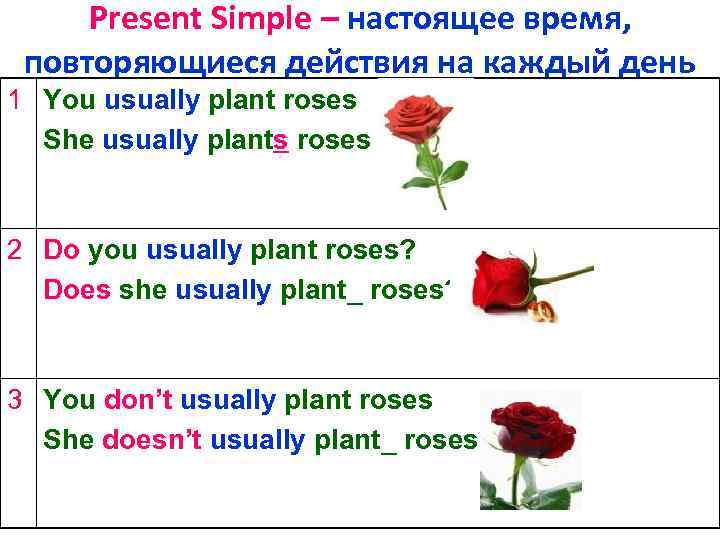 Present Simple – настоящее время, повторяющиеся действия на каждый день 1 You usually plant