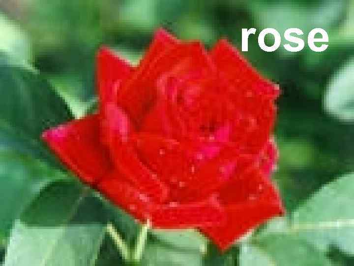 rose 