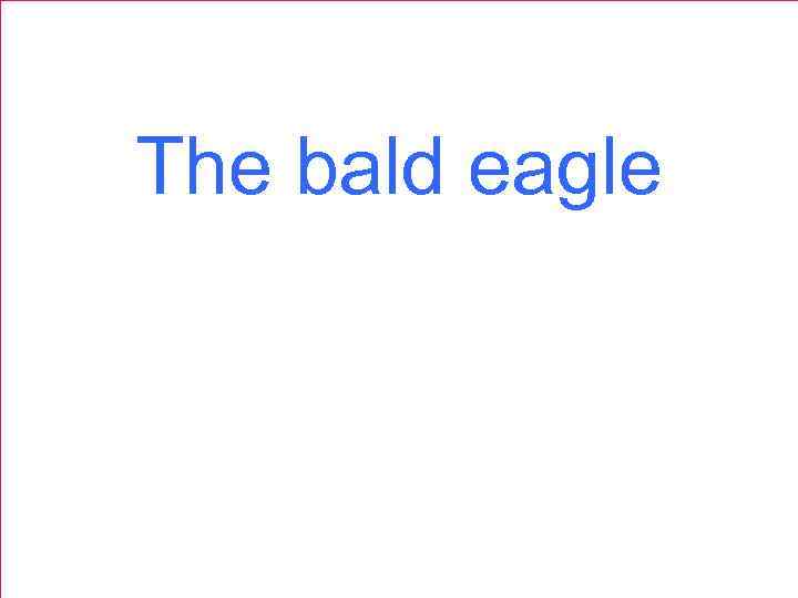 The bald eagle 