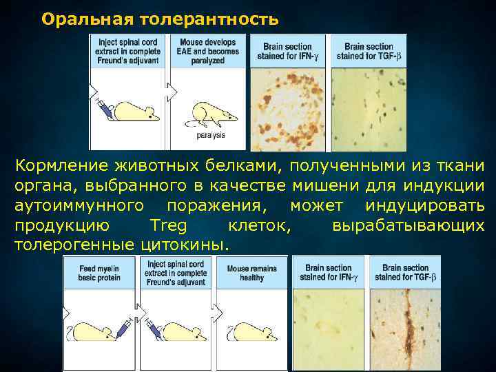 Оральная толерантность Кормление животных белками, полученными из ткани органа, выбранного в качестве мишени для