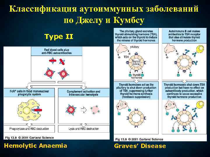 Классификация аутоиммунных заболеваний по Джелу и Кумбсу Type II Hemolytic Anaemia Graves’ Disease 