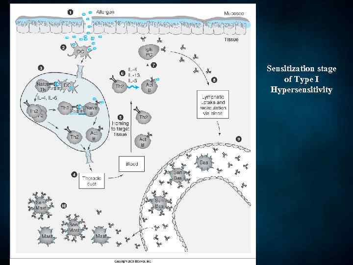 Sensitization stage of Type I Hypersensitivity 