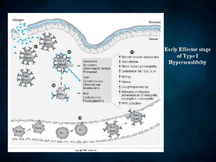 Early Effector stage of Type I Hypersensitivity 