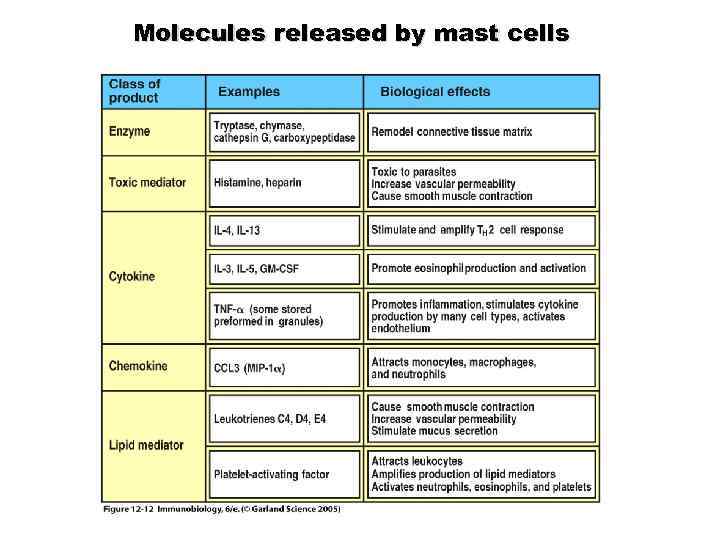 Molecules released by mast cells Figure 12 -12 