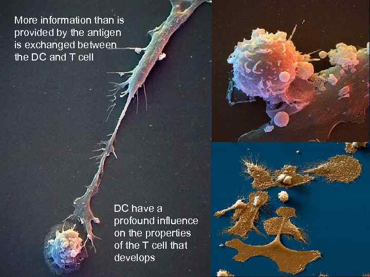 More information than is provided by the antigen is exchanged between the DC and