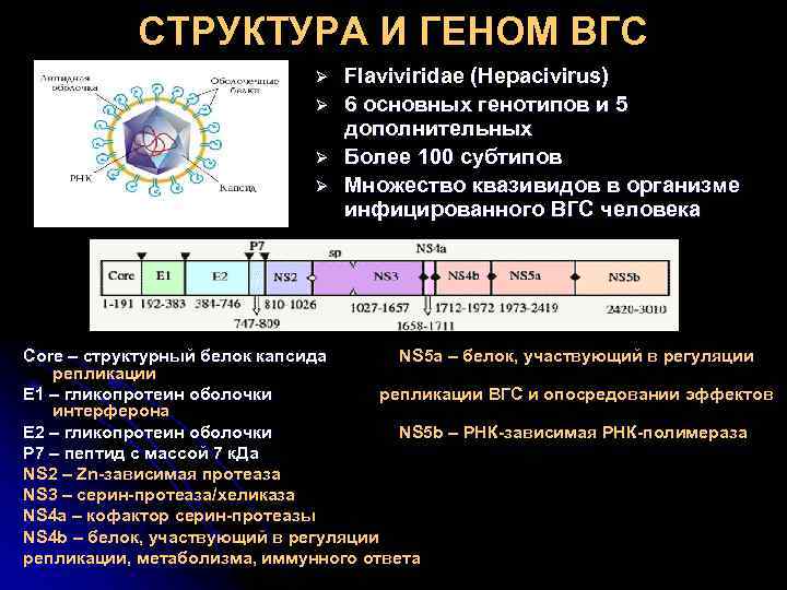 СТРУКТУРА И ГЕНОМ ВГС Ø Ø Flaviviridae (Hepacivirus) 6 основных генотипов и 5 дополнительных