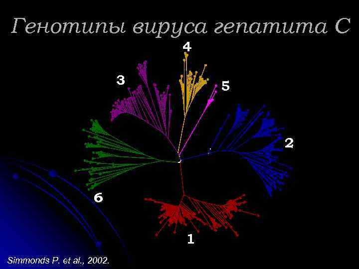 Генотипы вируса гепатита С 4 3 5 2 6 1 Simmonds P. et al.