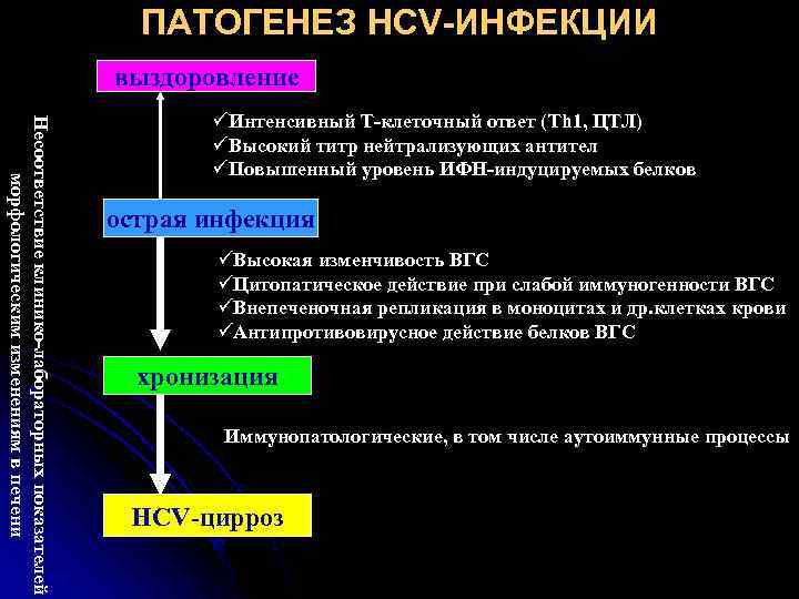 ПАТОГЕНЕЗ HCV-ИНФЕКЦИИ выздоровление Несоответствие клинико-лабораторных показателей морфологическим изменениям в печени üИнтенсивный Т-клеточный ответ (Th