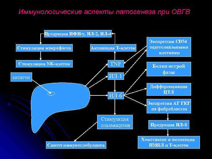 Иммунологические аспекты патогенеза при ОВГВ Продукция ИФН-γ, ИЛ-2, ИЛ-4 Стимуляция макрофагов Активация Т-клеток TNF