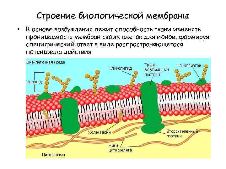 Состав биологической мембраны