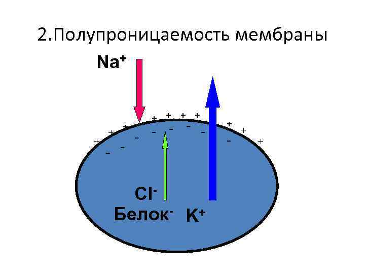 2. Полупроницаемость мембраны Na+ + + + - - - - Cl. Белок- K+