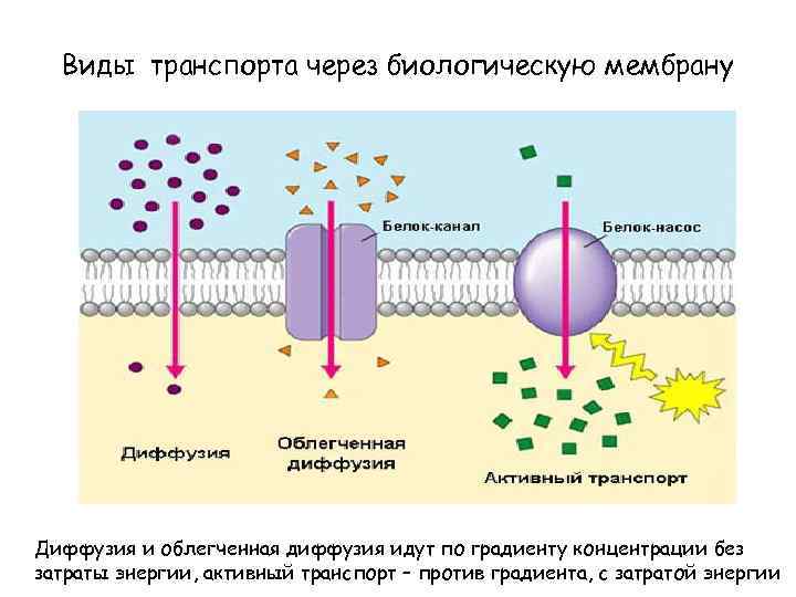 Виды транспорта через биологическую мембрану Диффузия и облегченная диффузия идут по градиенту концентрации без