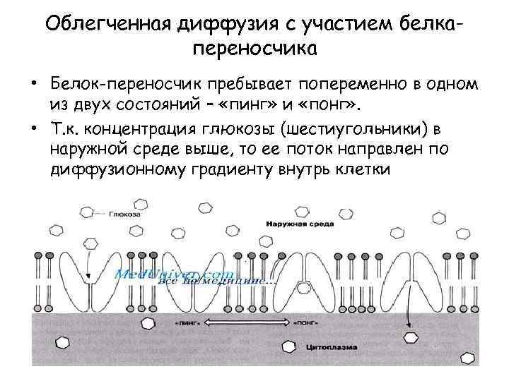 Облегченная диффузия с участием белкапереносчика • Белок-переносчик пребывает попеременно в одном из двух состояний