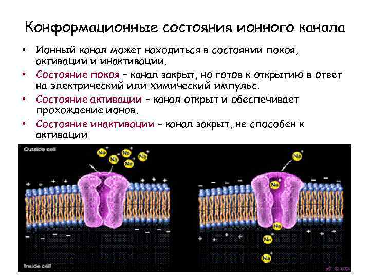 Конформационные состояния ионного канала • Ионный канал может находиться в состоянии покоя, активации и