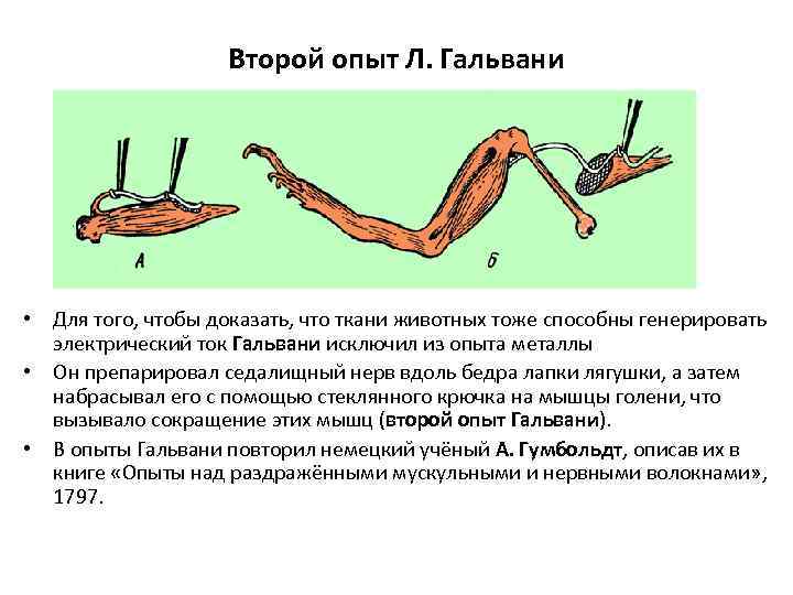Второй опыт Л. Гальвани • Для того, чтобы доказать, что ткани животных тоже способны