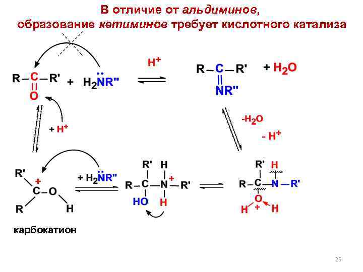 В отличие от альдиминов, образование кетиминов требует кислотного катализа карбокатион 25 
