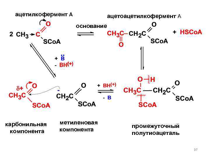 ацетилкофермент А ацетоацетилкофермент А основание карбонильная компонента метиленовая компонента промежуточный полутиоацеталь 37 