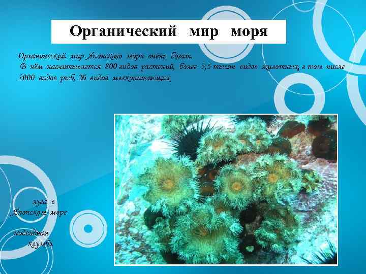 Органический мир моря Органический мир Японского моря очень богат. В нём насчитывается 800 видов