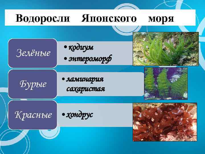 Водоросли Японского Зелёные Бурые • кодиум • энтероморф • ламинария сахаристая Красные • хондрус