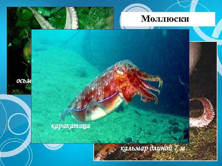 Моллюски осьминог каракатица кальмар длиной 7 м 