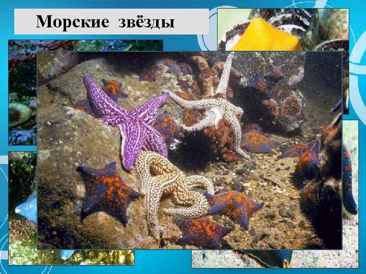 Морские звёзды 