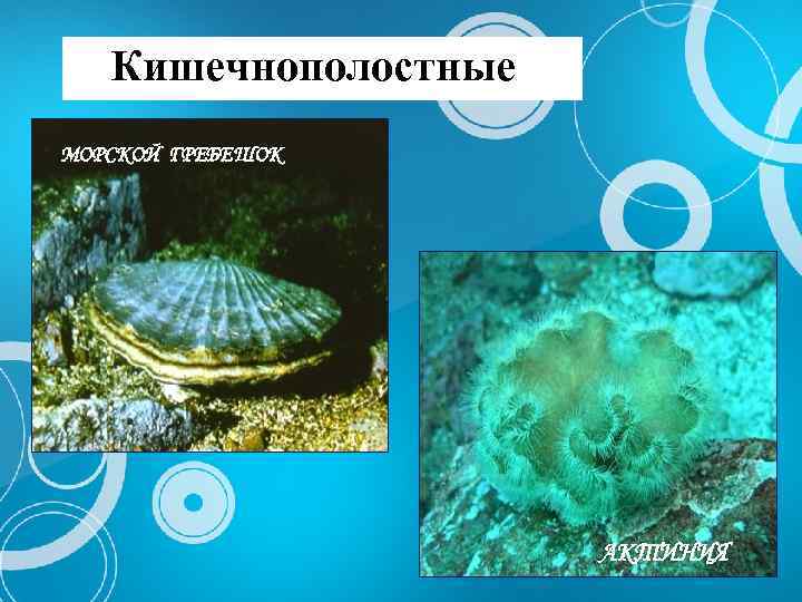 Кишечнополостные МОРСКОЙ ГРЕБЕШОК АКТИНИЯ 