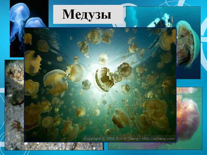 Медузы 