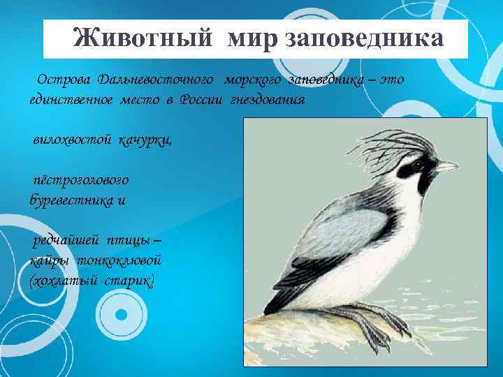 Животный мир заповедника Острова Дальневосточного морского заповедника – это единственное место в России гнездования